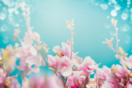 Beautiful pink blossom of magnolia with sun shine and bokeh at turquoise sky background, front view, floral borderの写真素材