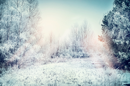 Winter landscape with  snow, field , trees and frozen grassesの写真素材