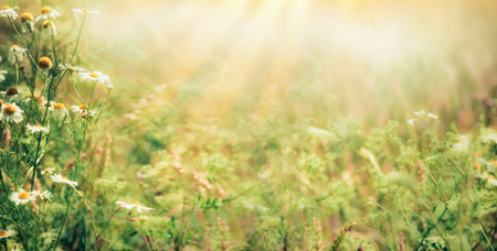 Beautiful  late summer outdoor nature background with Wild herbs and flowers on meadow  with sunbeams, bannerの写真素材