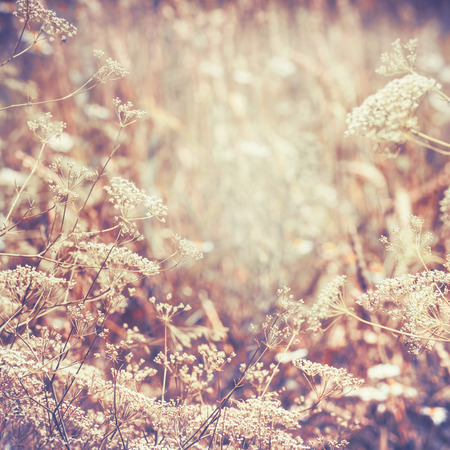 Wild herbs and flowers , Late summer country landscape , outdoor nature backgroundの写真素材