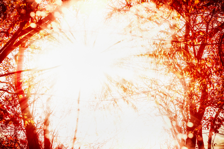 Rays of autumn sun through the branches of trees, beautiful fall outdoor nature background with sunbeamsの写真素材
