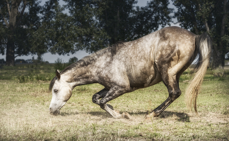 Free Grey horse kneeling at pasture background. Happy horses lifestyle , freedom liberty dressageの写真素材