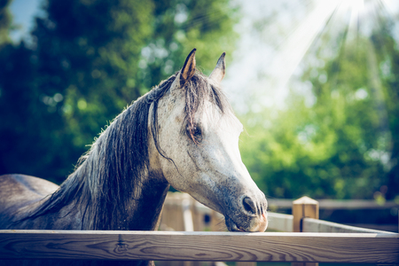 Beautiful arabian gray horse head at paddock fence at  summer nature background with sunbeamsの写真素材