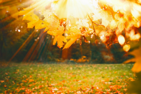 Autumn background with sunny fall foliage and sunbeam at park or garden lawnの写真素材