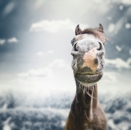 Funny horse face Muzzle  with nose at autumn overcast nature background with  clouds, wind, and rainの写真素材