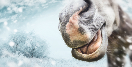 Funny horse face muzzle with nose and open mouth with tongue at winter and snow nature background.の写真素材