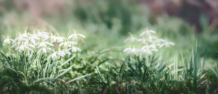 Banner with first spring snowdrops flowers at outdoor nature background in garden, park or forest,...