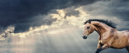 Bay Horse running at beautiful dark storm cloudy sky with rays of the sun breaking through the clouds and rain, banner or templateの写真素材