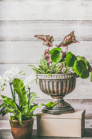 Various green home plants and flowers in pot and planting urn on table at wooden wall background, front viewの写真素材