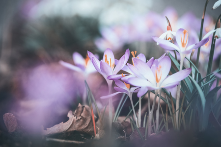 Close up of spring crocuses flowers, outdoor springtime natureの写真素材