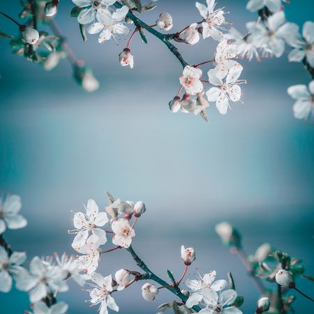 Spring frame background with white cherry blossom on blue background, place for text. Floral springtime natureの写真素材