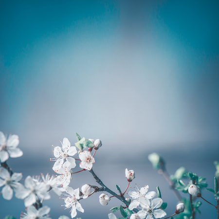 Spring background with white cherry blossom on blue background, place for text, floral springtime border.の写真素材
