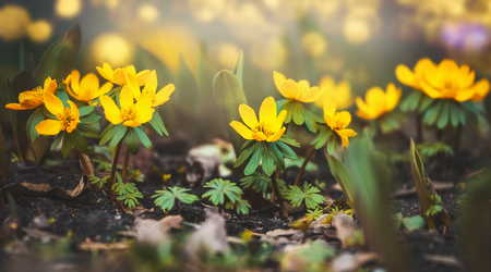 Wild yellow buttercup  flowers  , springtime outdoor natureの写真素材