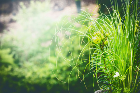 Green summer nature background with lily and ornamental grassesの写真素材