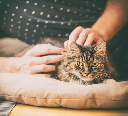 Male hands lay furry gray cat, cozy home sceneの写真素材