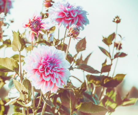 Autumn flowers. Close up of pink dahlia in garden , outdoor natureの写真素材