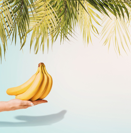 Tropical palm leaves and bananas in female hand at pastel blue background, front view. Creative minimal layoutの写真素材