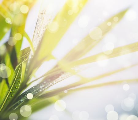 Summer nature background with close up of green leaves , sunshine and bokehの写真素材