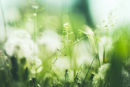 Beautiful summer background with dandelions , soft focusの写真素材