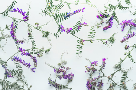 Pattern of wild flowers on white background, top view, flat lay. Mouse pea. Vetch multicolor (Vicia cracca)の写真素材