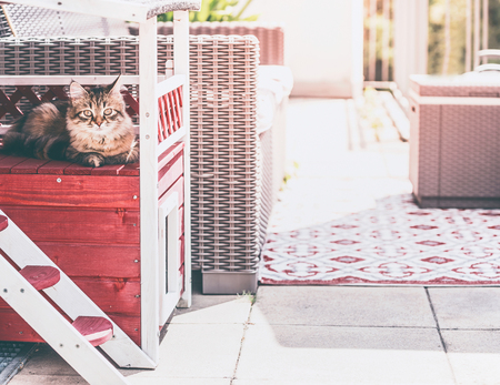 Young fluffy cat lies in cat house on balcony and looks at camera. Siberian cat lifestyleの写真素材