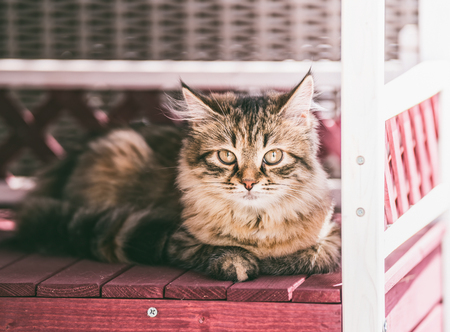 Young fluffy cat lies in cat house in outdoor and looks at camera. Siberian cat lifestyleの写真素材