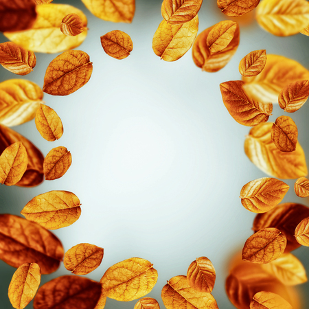 Autumn concept. Bright flying fall leaves frame on gray background
