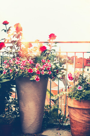 Autumn balcony garden. Various flowers pots on sunny terrace. Urban gardeningの写真素材