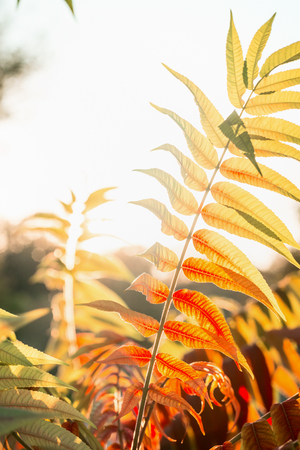Beautiful autumn leaves in sun backlit , fall outdoor nature
