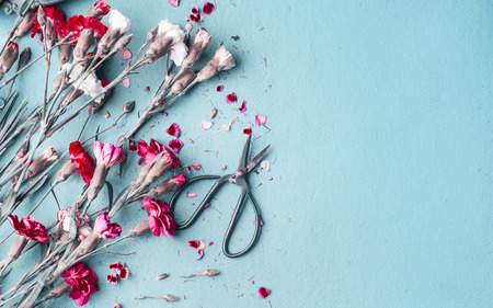 Pretty red and white flowers with scissors and petals on blue tableの写真素材