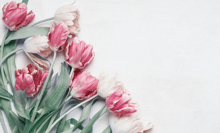 Pretty pastel tulips flowers with water drops on white background, top view, flat lay with copy space for your design.  Layout for greeting cardの写真素材