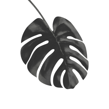 Black tropical Monstera leaf , isolated on white backgroundの写真素材