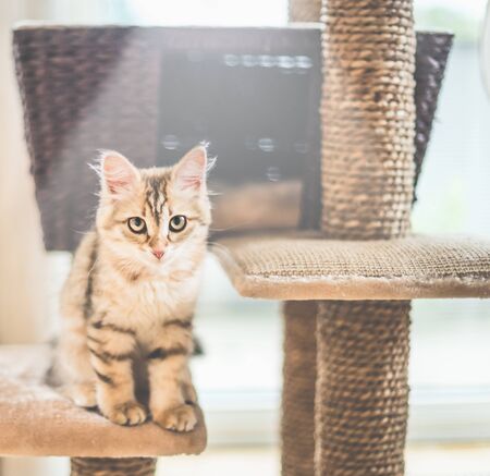 Young funny red kitten is sitting on cats tree. Purebred Siberian cat. Cat looking at cameraの写真素材
