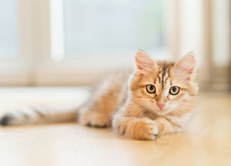 Young fluffy sweet red kitten lying on the floor at windowの写真素材