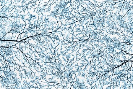 Winter  with branches of tree crowns with hoarfrost in snow, bottom view