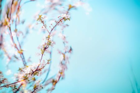 Spring cherry blossom branches at blue background with bokeh. Srpingtime nature