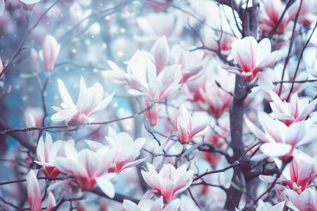 Springtime with magnolia blossom. Outdoorの写真素材