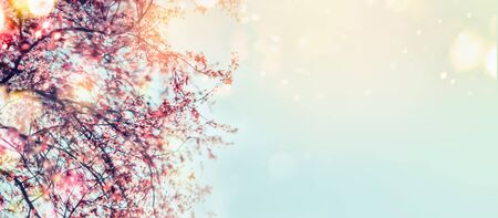 Springtime background with cherry blossom at sky with bokeh and sunlight . Outdoor. Spring nature...