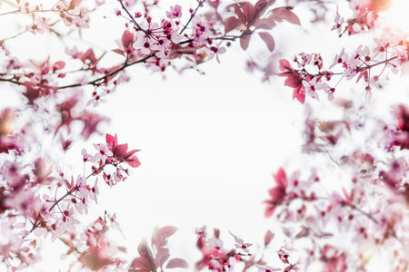 Circle frame of pink cherry blossom with bokeh at white backgroundの写真素材