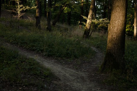 footpath in an oak forest