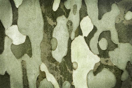 background texture bark of a tree green camouflageの写真素材