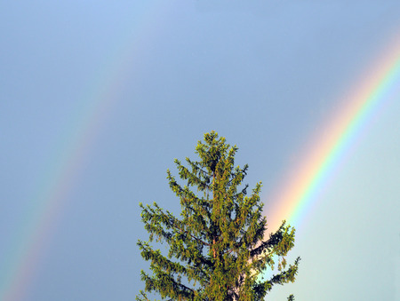 rainbow in the sky in the foreground pine tree