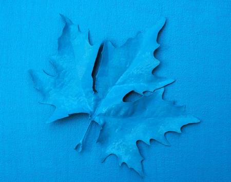 Blue maple leaf