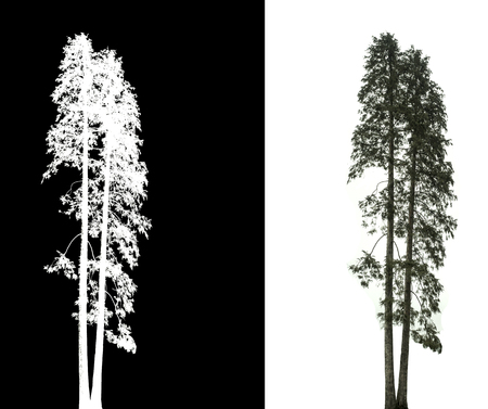 pine tree on white background with alpha channelの写真素材