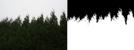 thuja green fence on white background with alpha channelの写真素材