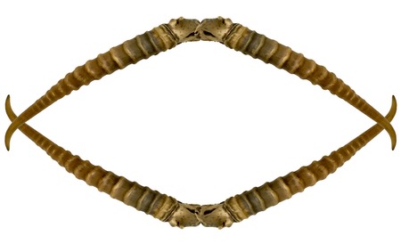 frame from a saiga antler on a white backgroundの写真素材