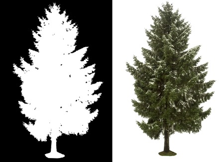 pine tree on white background with alpha channelの写真素材