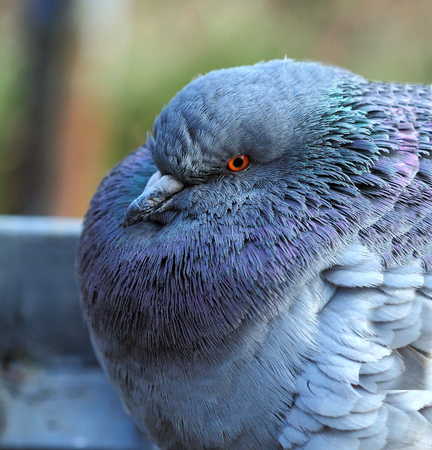 portrait of a wild dove close-up in natural conditionsの写真素材