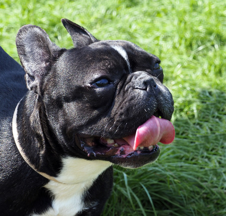 bulldog french dog on the background of green grassの写真素材