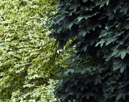 background of a wall of maple leaves green and white colorの写真素材